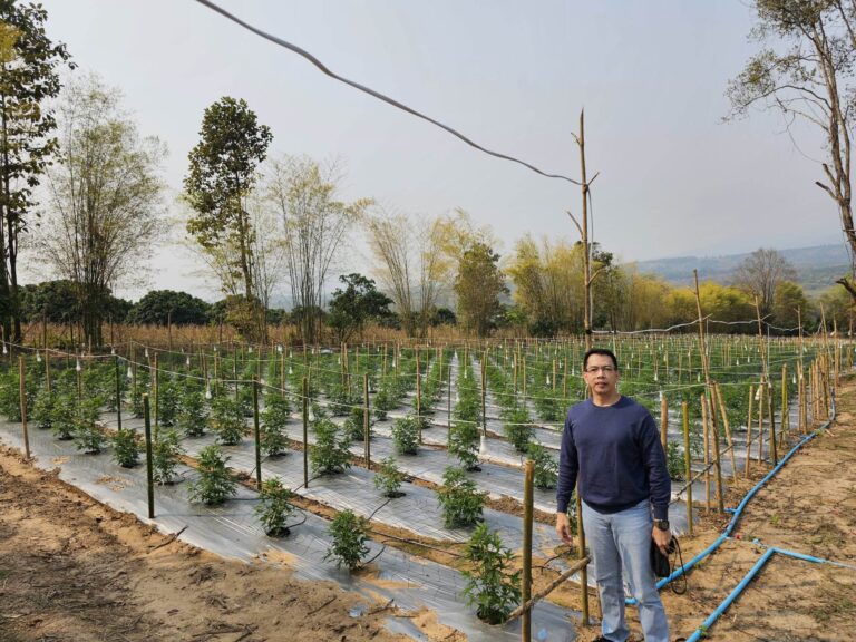 MEDICAL MARIJUANA: MAJORITY UNDERSTAND BUT SOME DO NOT