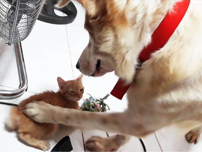 Caring for pets can be costly, but it’s always worth it